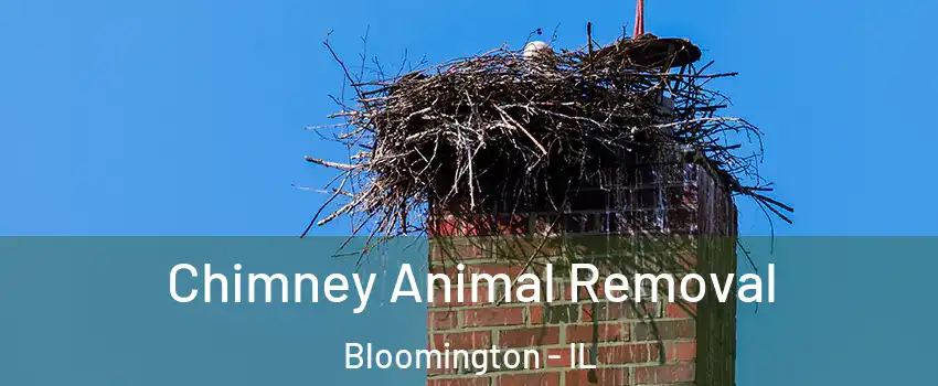  Chimney Animal Removal Bloomington - IL